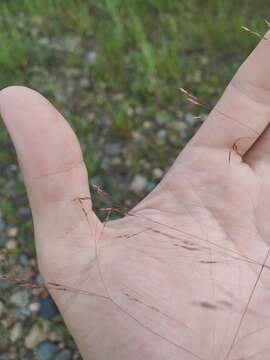 Image of rough bentgrass