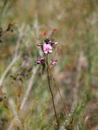 Image of Handsome Wedge Pea