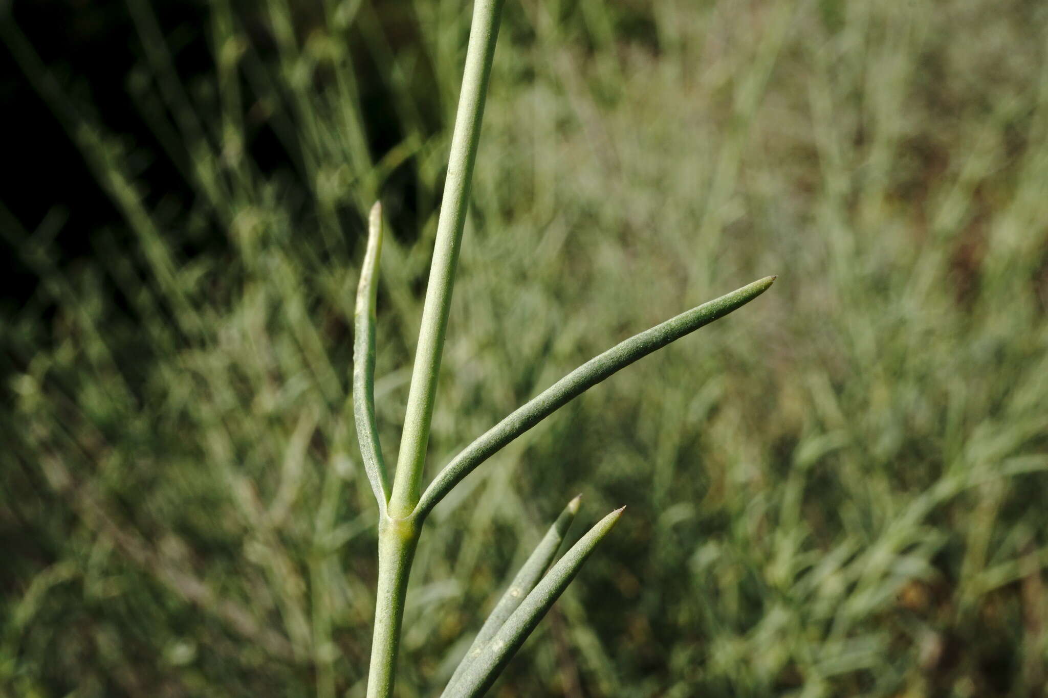 Слика од Gypsophila capitata Bieb.