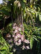 Image of Hooded orchid