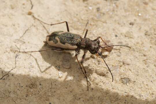 Image of New Zealand common tiger beetle