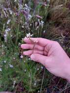 Image of Conospermum longifolium subsp. angustifolium (Meissn.) L. A. S. Johnson & Gillivray