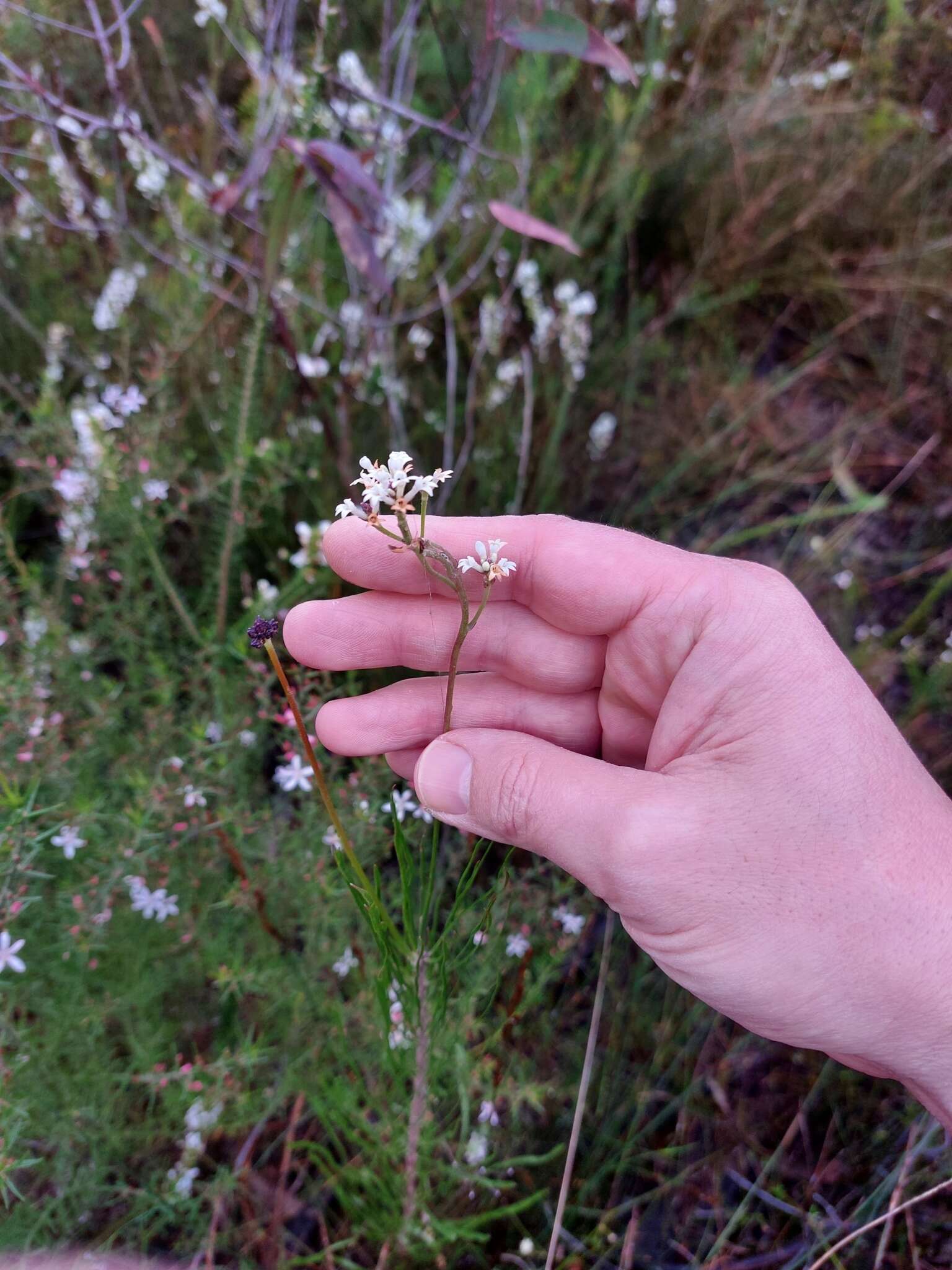 Image of Conospermum longifolium subsp. angustifolium (Meissn.) L. A. S. Johnson & Gillivray