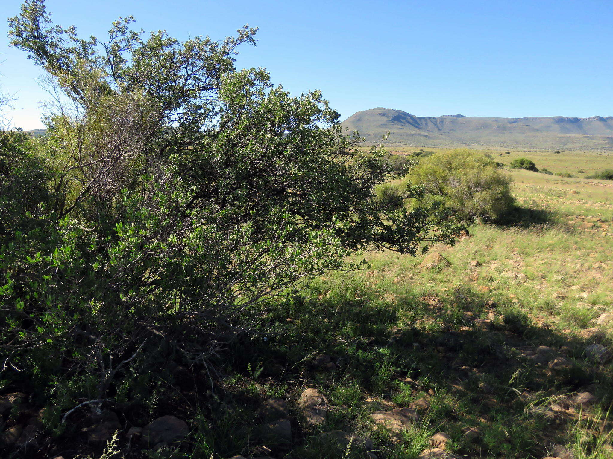 Image of Diospyros lycioides subsp. lycioides