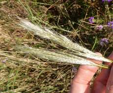 Plancia ëd Bothriochloa torreyana (Steud.) Scrivanti & Anton