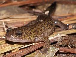 Image of Kori salamander