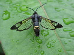 Image of cherry tree borer