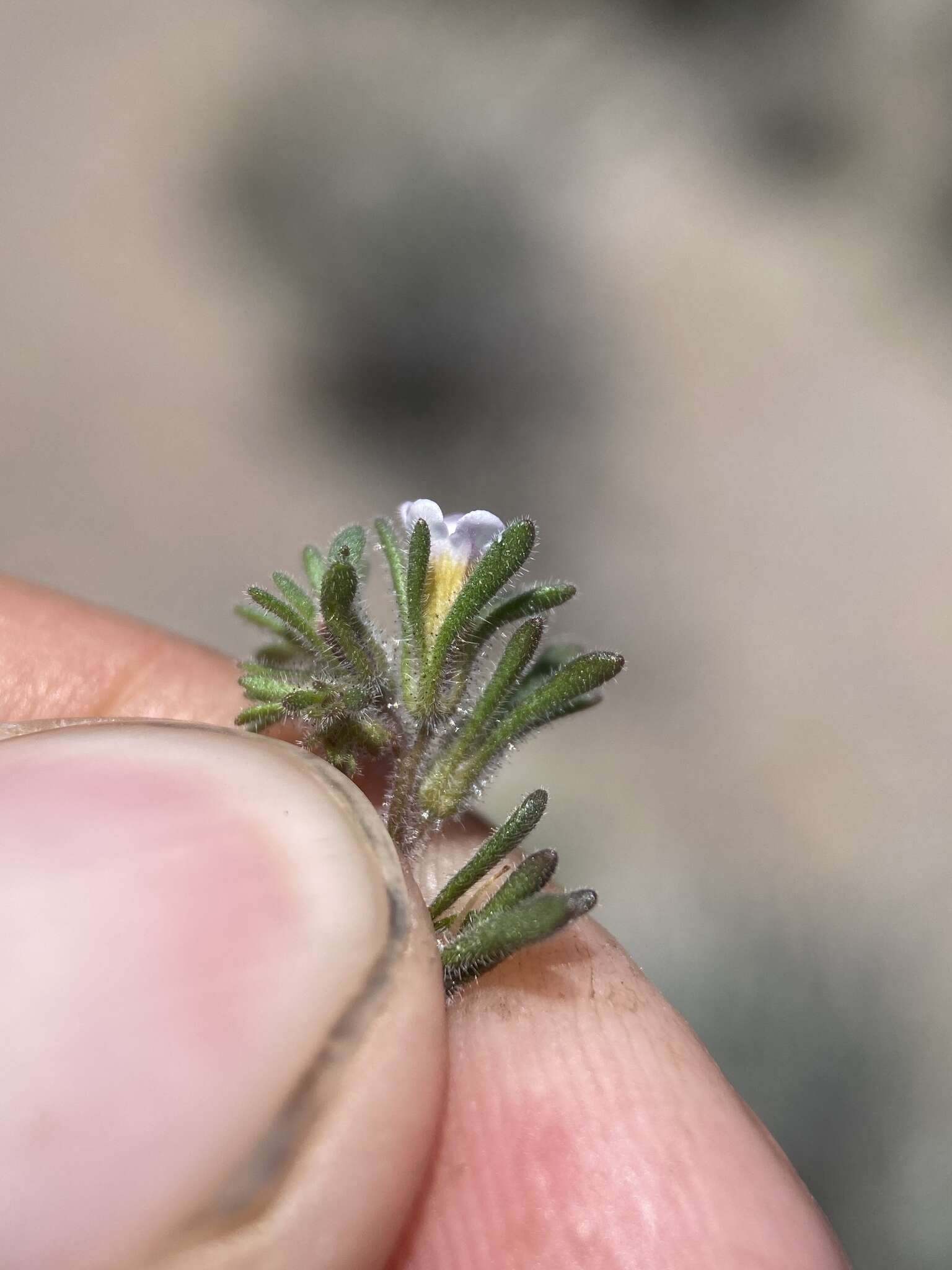 Image de Phacelia ivesiana Torr.