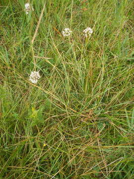 Слика од Allium suaveolens Jacq.