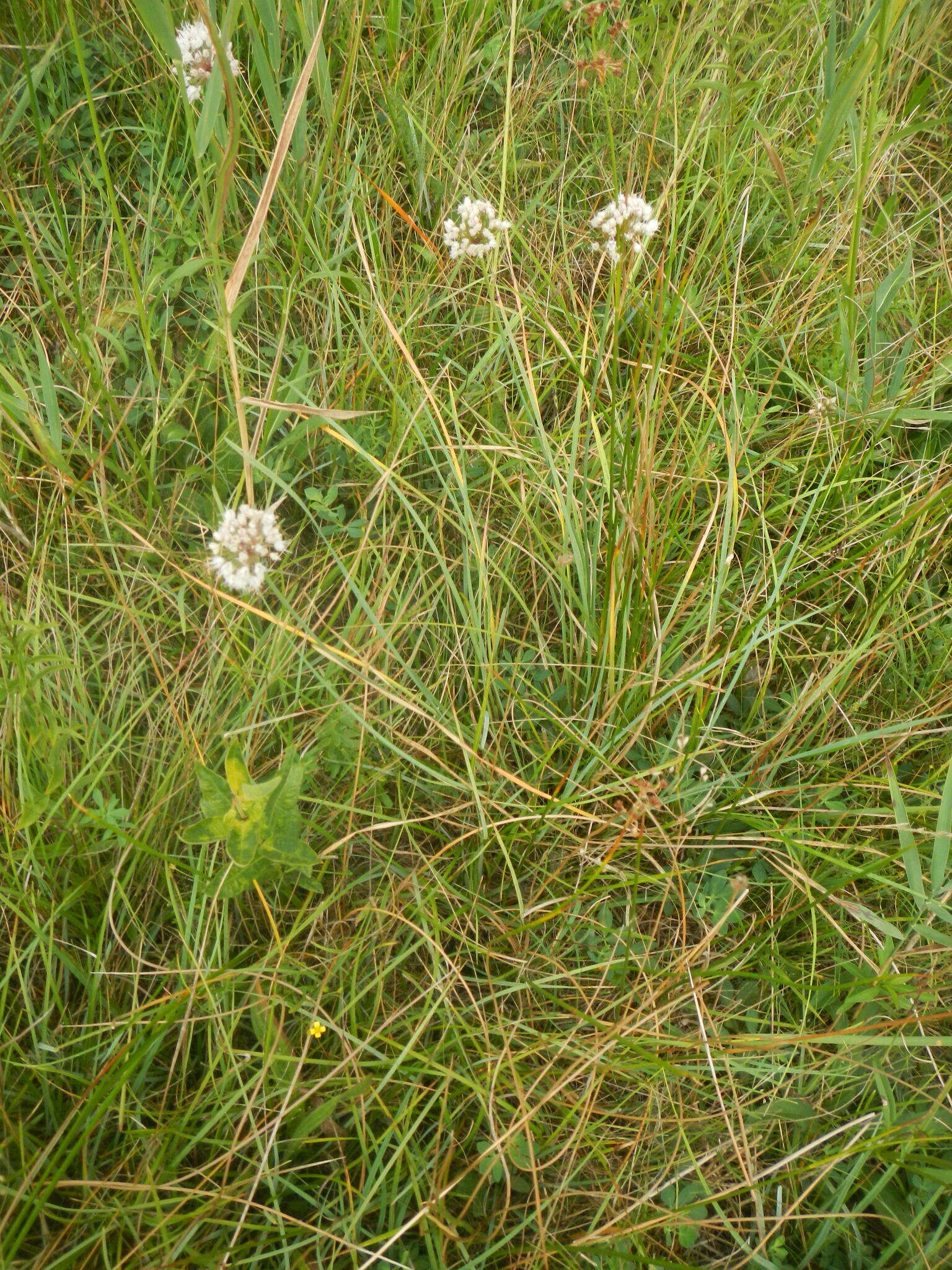 Слика од Allium suaveolens Jacq.