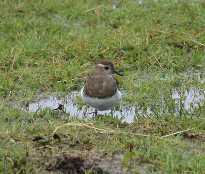 Image of Rufous-chested Dotterel