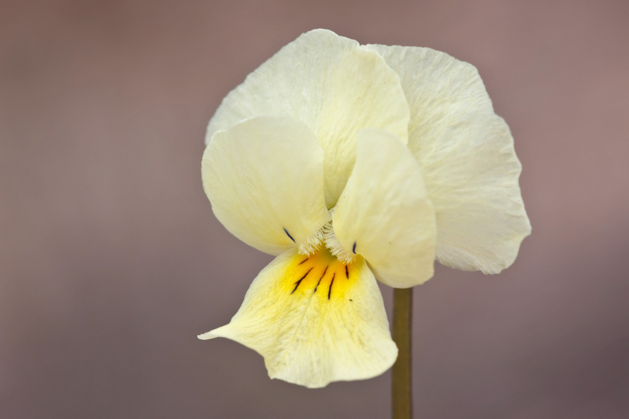 Viola arvensis (rights holder: Sarah Gregg)