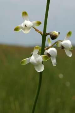 Image de Eulophia malangana (Rchb. fil.) Summerh.