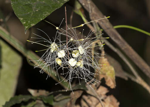 Image of Capparidastrum solum (J. F. Macbr.) Cornejo & Iltis