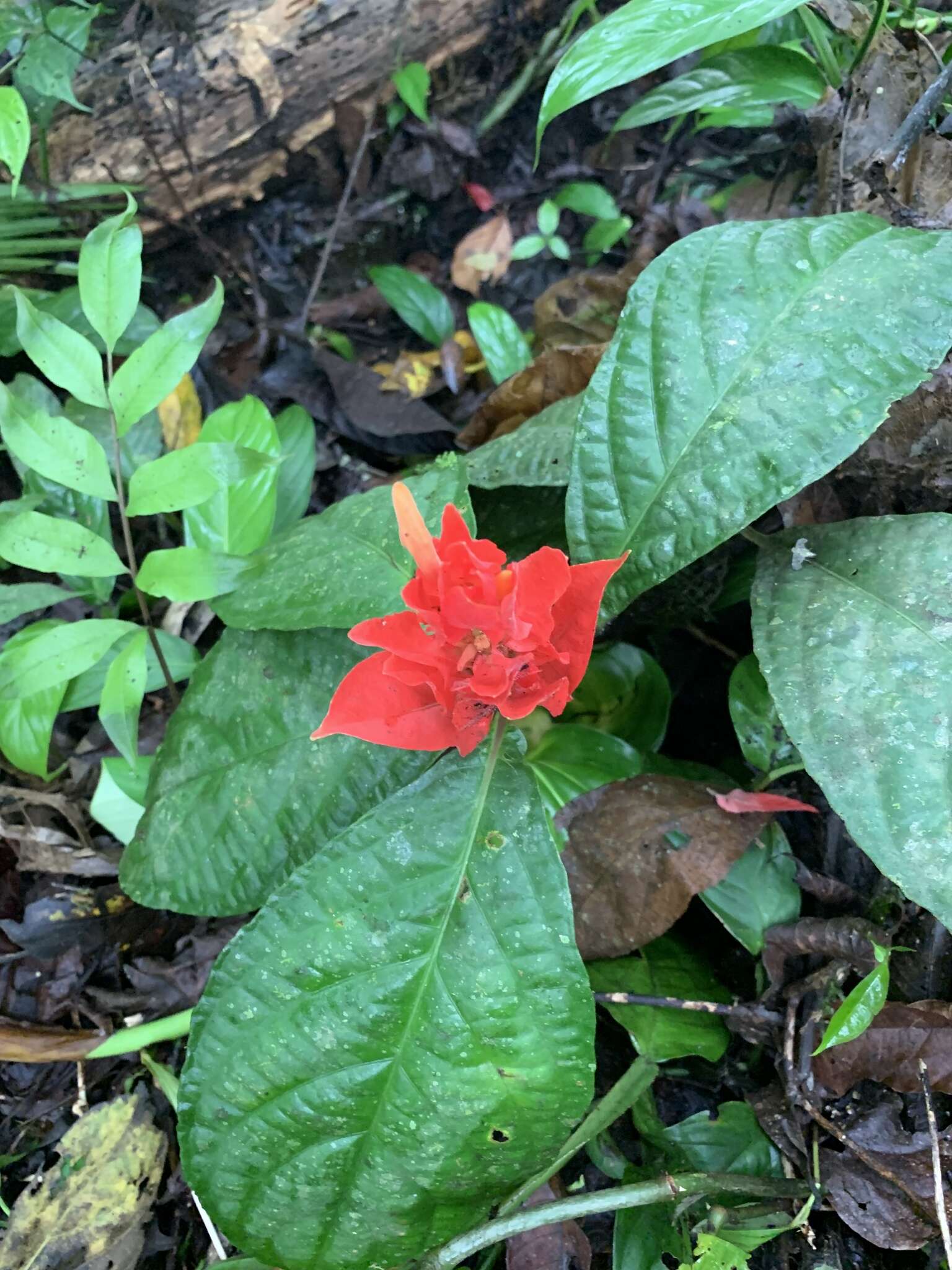 Image of Peruvian wild petunia