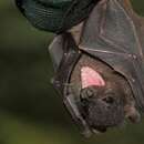 Image of Borneo Fruit Bat