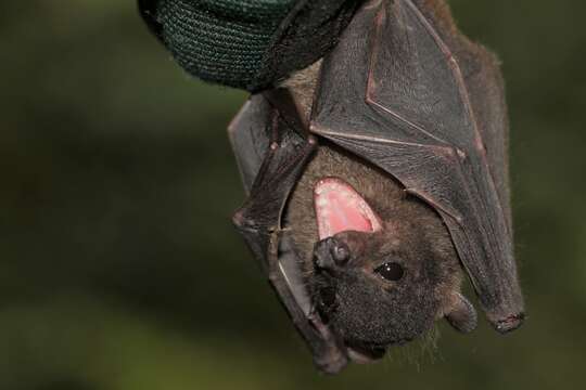 Image of Borneo Fruit Bat