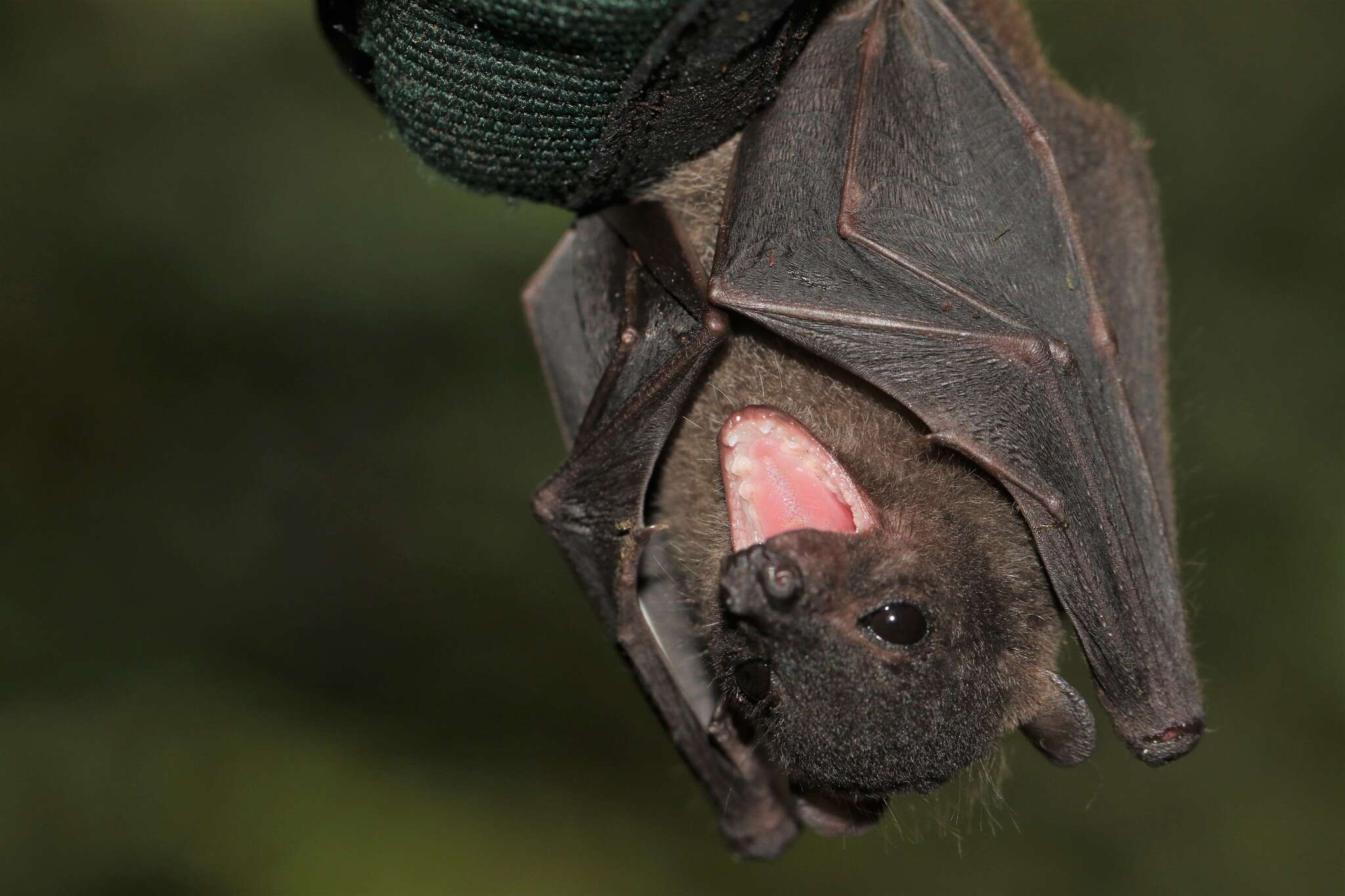 Image of Borneo Fruit Bat