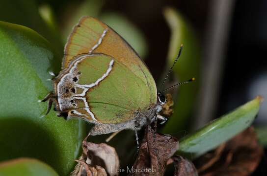 Image of Callophrys xami xami