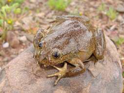 Image of Telmatobius gigas Vellard 1969