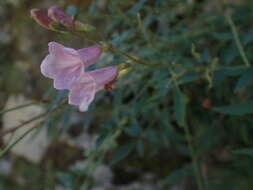 Image of Incarvillea diffusa Royle