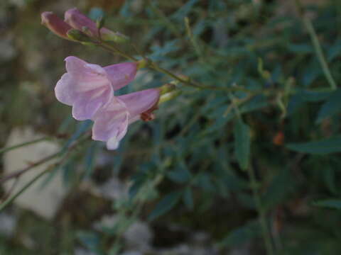 Image of Incarvillea diffusa Royle