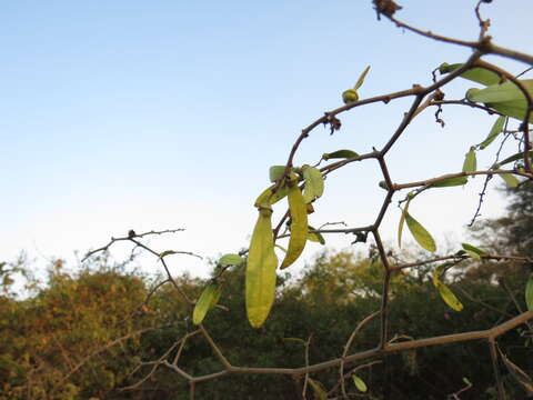 Image of Ventilago denticulata Willd.