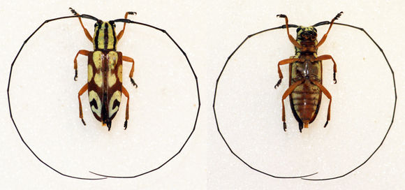 Image of <i>Chariesthes antennata</i> Jordan 1894