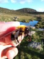 Image of Bombus gerstaeckeri Morawitz 1881