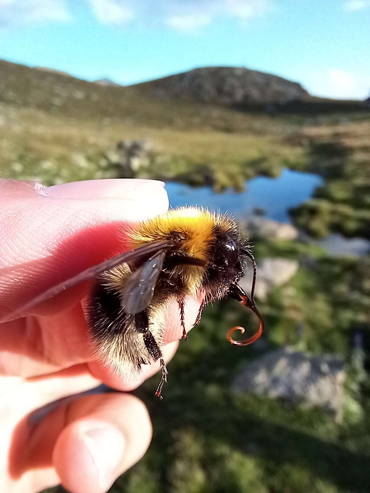 Image of Bombus gerstaeckeri Morawitz 1881