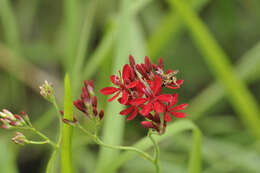 Plancia ëd Afrosolen erythranthus