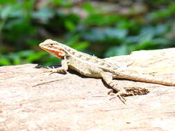 Image of Rose-bellied Lizard