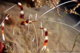 Image of coral shrimps