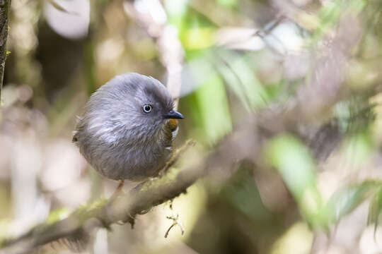 Fulvetta cinereiceps cinereiceps (Verreaux & J 1871)的圖片