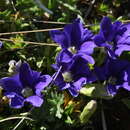 صورة Gentiana pyrenaica L.