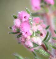 Image of Erica parviflora var. parviflora