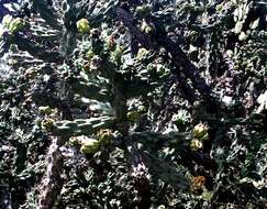 Image of tree cholla