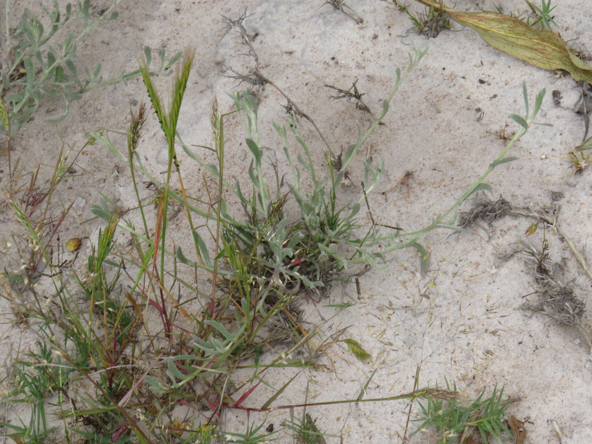 Sivun Helichrysum indicum (L.) Grierson kuva