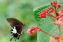 Imagem de Clerodendrum paniculatum L.