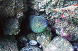 Image of California moray