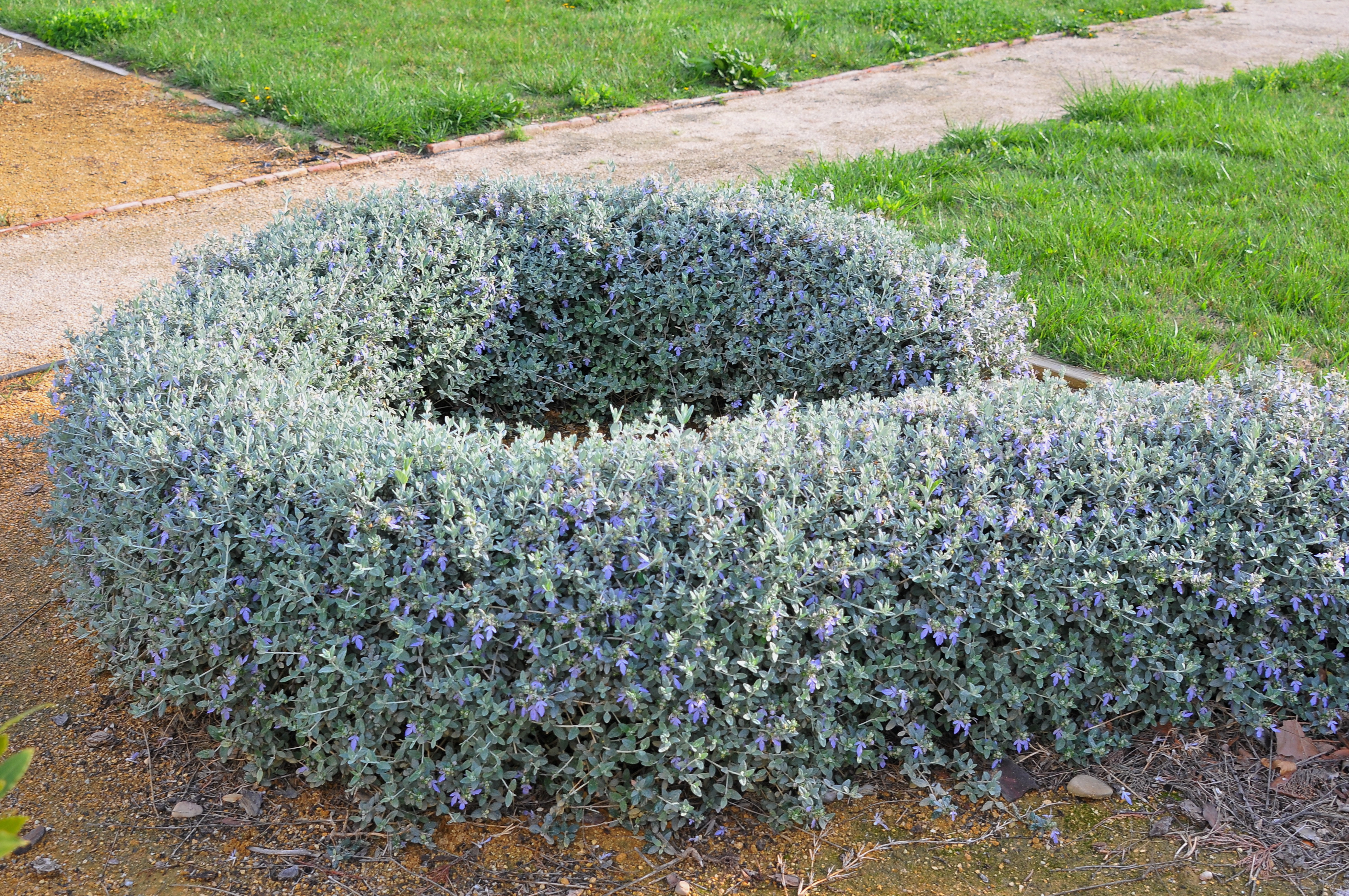 Teucrium fruticans (rights holder: Jos Mara Escolano)