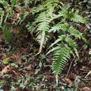 Image of Pteris terminalis var. fauriei (Christ) Ebihara & Nakato