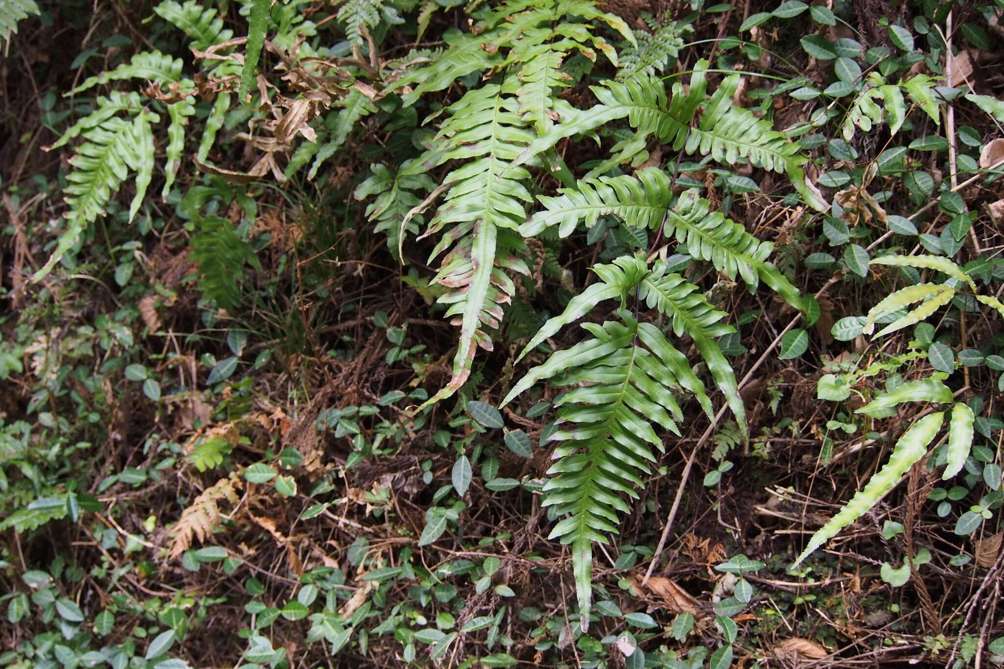 Imagem de Pteris terminalis var. fauriei (Christ) Ebihara & Nakato