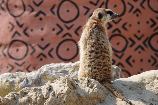 Image of Meerkat