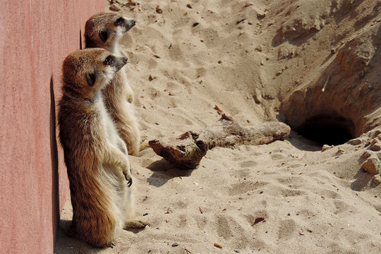 Image of Meerkat
