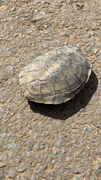 Image of Black Spine-necked Swamp Turtle