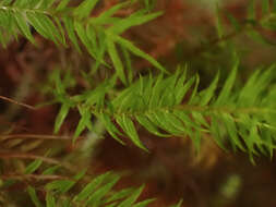 Image of Lescur's bartramiopsis moss