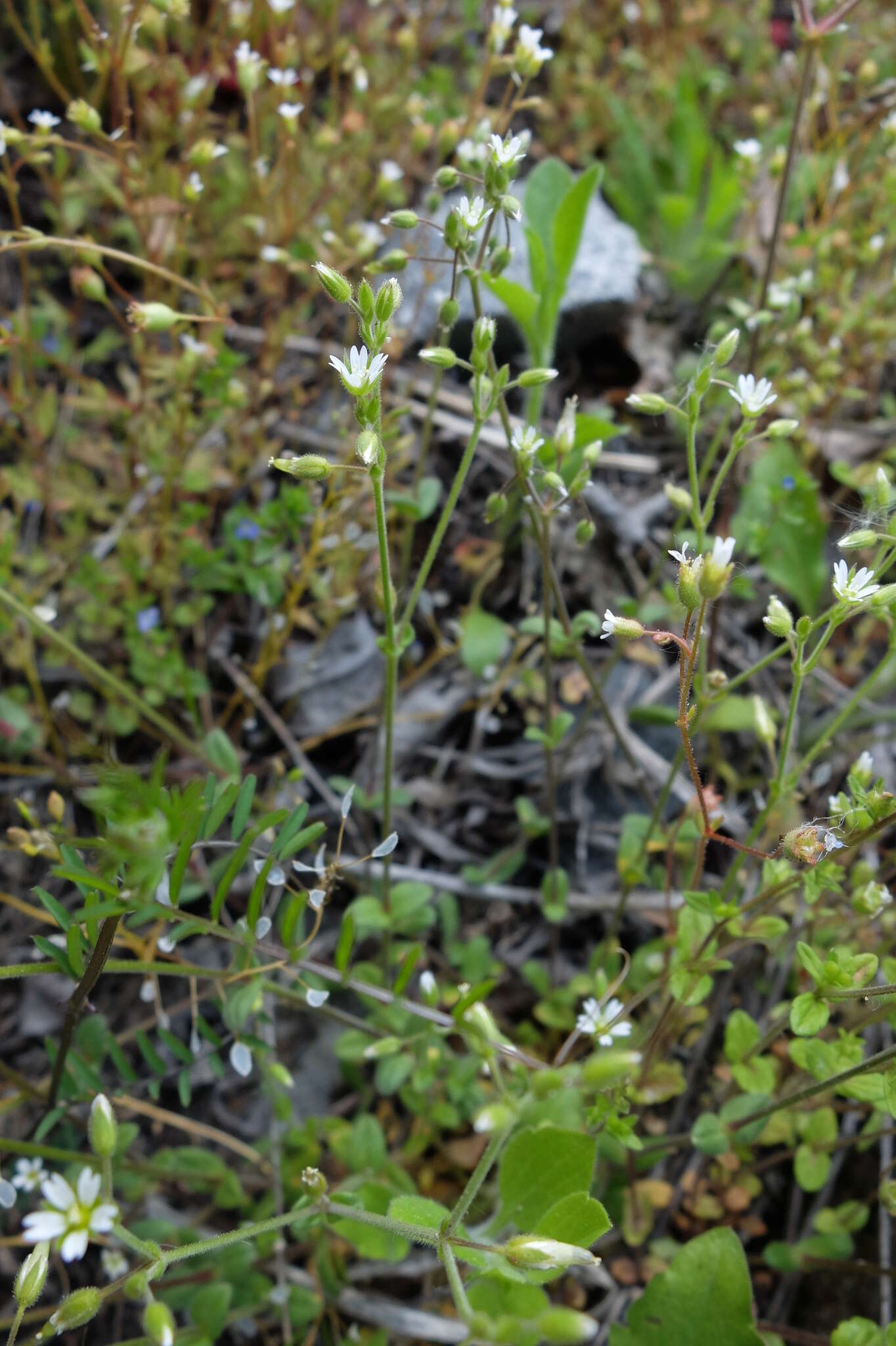 Image of Cerastium glutinosum Fries