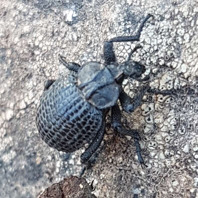 Plancia ëd Brachycerus rotundicollis Escalera 1919