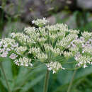 Imagem de Heracleum sphondylium subsp. pyrenaicum (Lam.) Bonnier & Layens